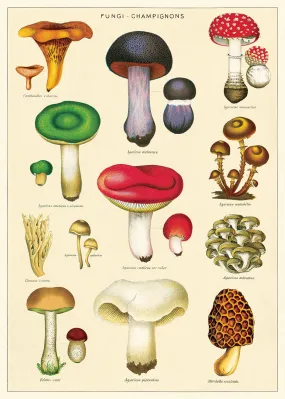 Mushroom Wrap